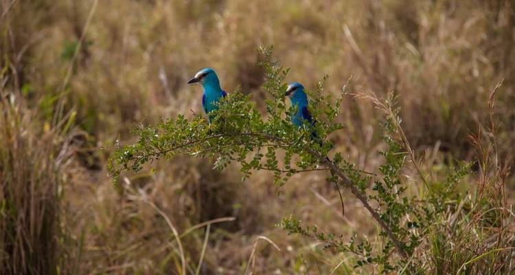 Safari sur la faune et la flore de l'ouest de l'Ouganda - Yellowwood Adventures Ltd 7