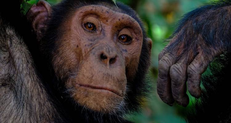 Gros plan d'un chimpanzé dans un environnement naturel.