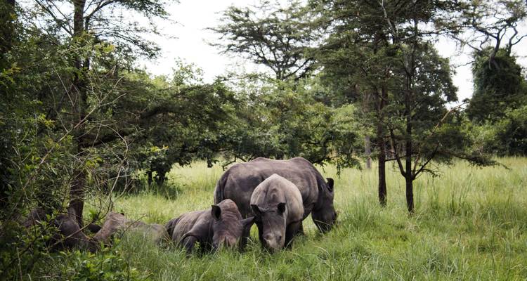 Deux rhinocéros paissant dans une zone herbeuse avec des arbres.