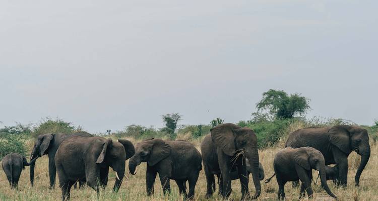 Troupeau d'éléphants marchant à travers un paysage herbeux.