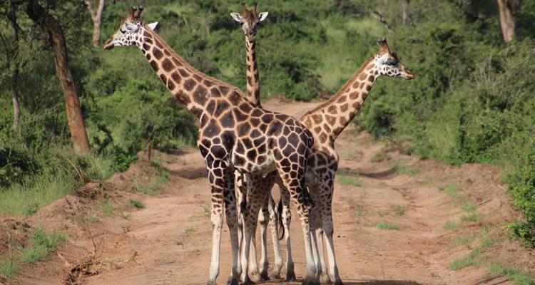 Trois girafes debout sur un chemin de terre dans un paysage verdoyant.