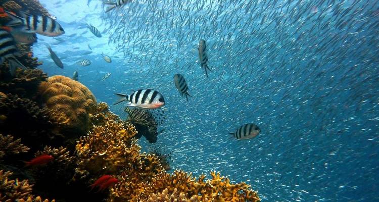 Barco de cristal, bahía de Na'ama sobre arrecife de Coral, Jardín Cercano y Jardín Lejano - Booking To Egypt 3