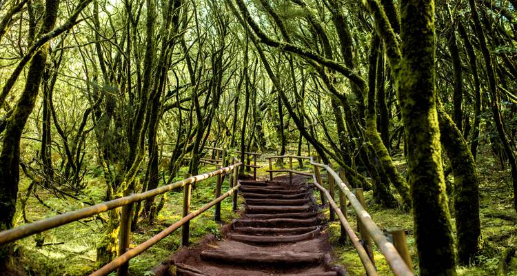 Pathway through a dense, green, moss-covered forest.