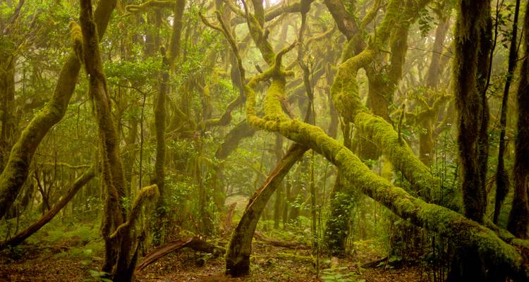 Dense forest with moss-covered trees and an atmospheric feeling.