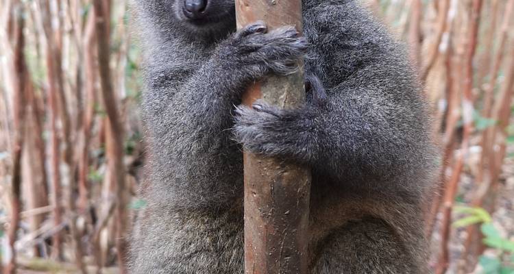 12 days Madagascar Discovering tour package - HT Agency Tours 3