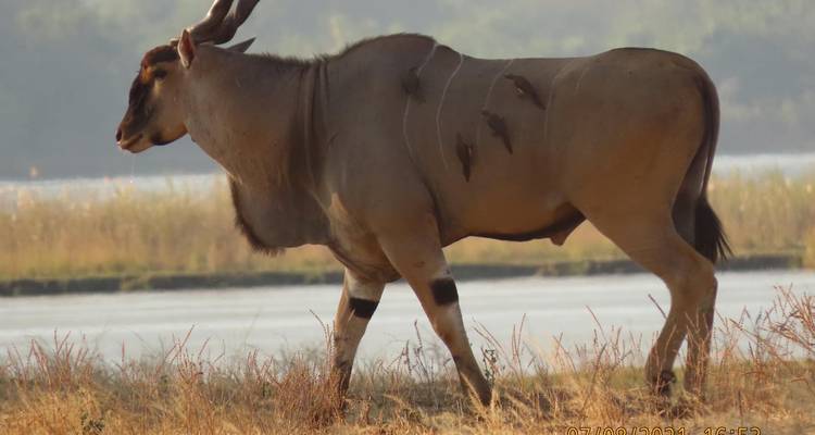Safari Ultimate Hwange Big 5 - 4 jours - Little Roz Tours 1