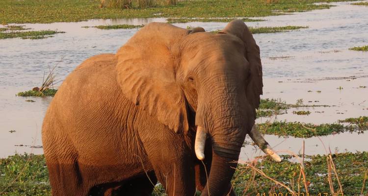 Safari Ultimate Hwange Big 5 - 4 jours - Little Roz Tours 10
