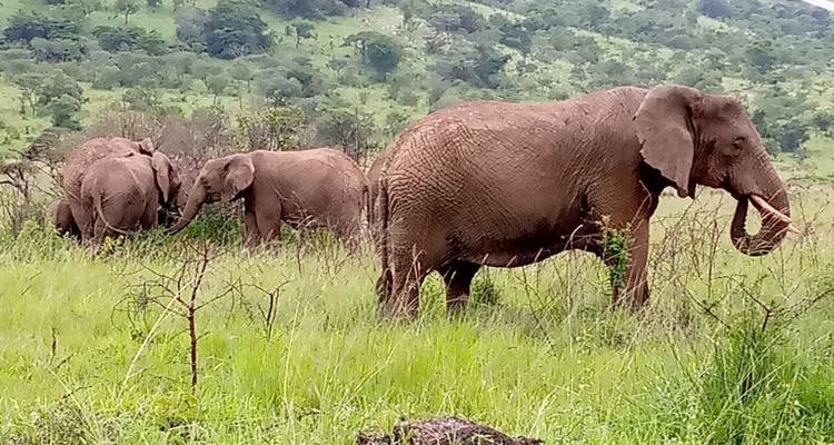 Safari de 5 días por Ruanda con monos dorados, los 5 Grandes y grandes felinos (Exclusivamente Privado) - Devine African Safaris Ltd 4
