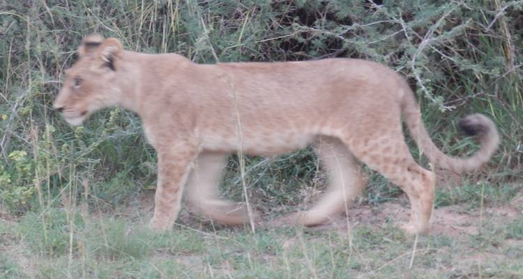Safari de 5 días por Ruanda con monos dorados, los 5 Grandes y grandes felinos (Exclusivamente Privado) - Devine African Safaris Ltd 7