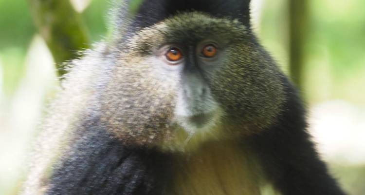 Safari de 5 días por Ruanda con monos dorados, los 5 Grandes y grandes felinos (Exclusivamente Privado) - Devine African Safaris Ltd 6