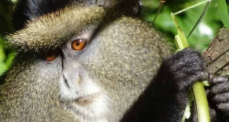 Safari de 5 días por Ruanda con monos dorados, los 5 Grandes y grandes felinos (Exclusivamente Privado) - Devine African Safaris Ltd 9