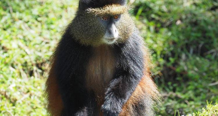 Safari de 5 días por Ruanda con monos dorados, los 5 Grandes y grandes felinos (Exclusivamente Privado) - Devine African Safaris Ltd 10