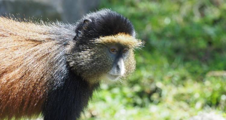 Safari de 5 días por Ruanda con monos dorados, los 5 Grandes y grandes felinos (Exclusivamente Privado) - Devine African Safaris Ltd 1