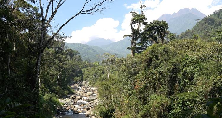 Gorilles et Treks dans les monts Rwenzori en Ouganda - Yellowwood Adventures Ltd 9