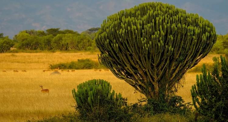 Gorilles et Treks dans les monts Rwenzori en Ouganda - Yellowwood Adventures Ltd 4