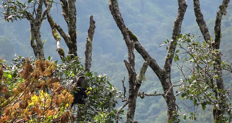 Gorilles et Treks dans les monts Rwenzori en Ouganda - Yellowwood Adventures Ltd 8