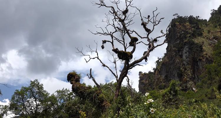 Gorilles et Treks dans les monts Rwenzori en Ouganda - Yellowwood Adventures Ltd 7