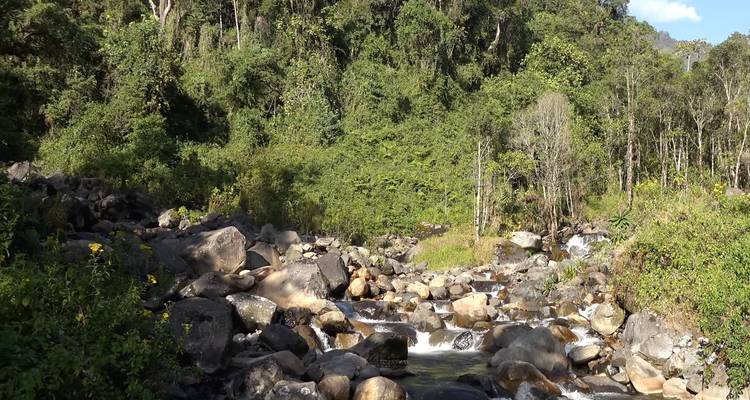 Gorilles et Treks dans les monts Rwenzori en Ouganda - Yellowwood Adventures Ltd 10
