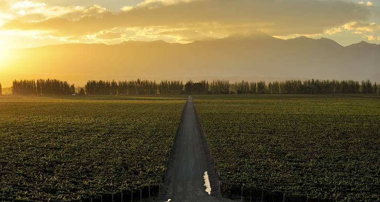 Une longue route à travers un vignoble avec des montagnes au loin pendant le coucher de soleil.