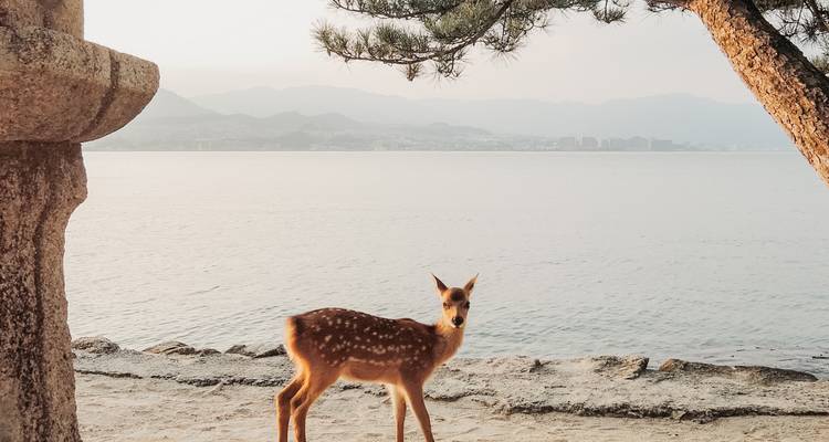 Le Japon en train : le grand tour - Culture Trip 4