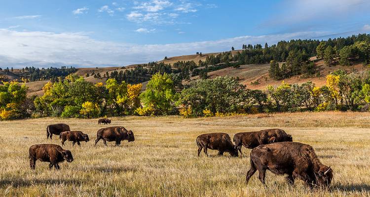 Exploration du Dakota du Sud vers les parcs de Yellowstone - Intrepid Travel 1