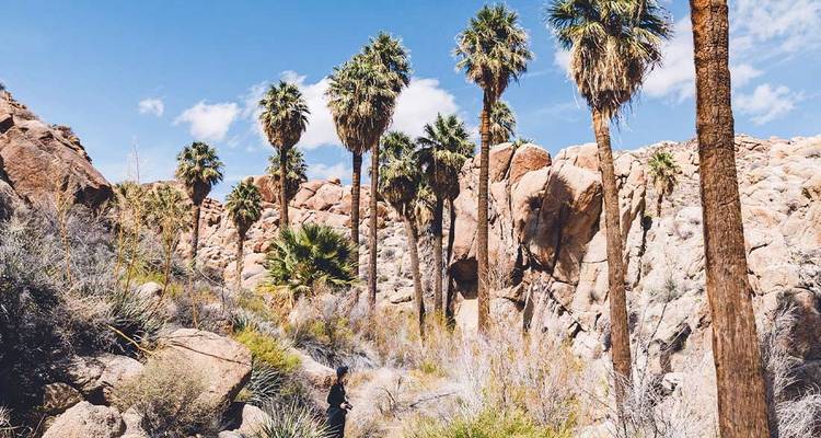 Randonnée à Joshua Tree et dans la vallée de la mort - Intrepid Travel 5