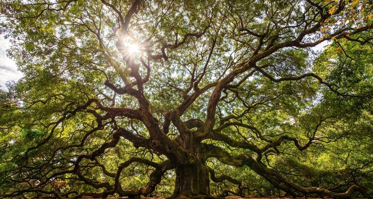 Immense chêne vert aux branches étalées et rayons de soleil filtrant à travers le feuillage