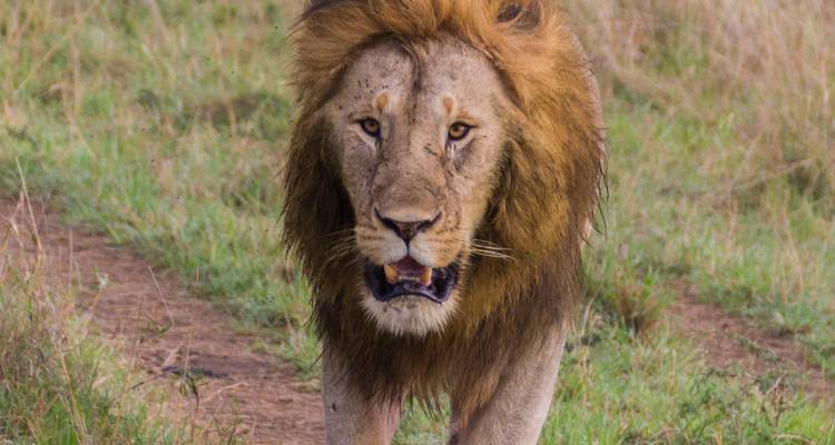 Close-up van een leeuw die door het gras loopt en recht vooruit kijkt.