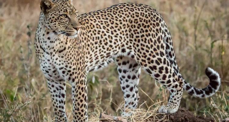 Luipaard die alert in het gras staat en opzij kijkt.