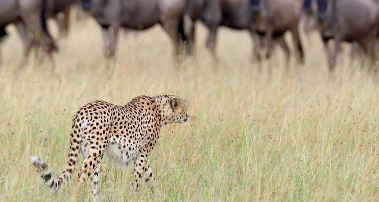 Jachtluipaard lopend door het gras met een kudde hoefdieren op de achtergrond.