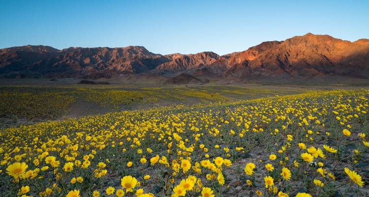 Veld met gele bloemen met zonovergoten bergen in de verte.