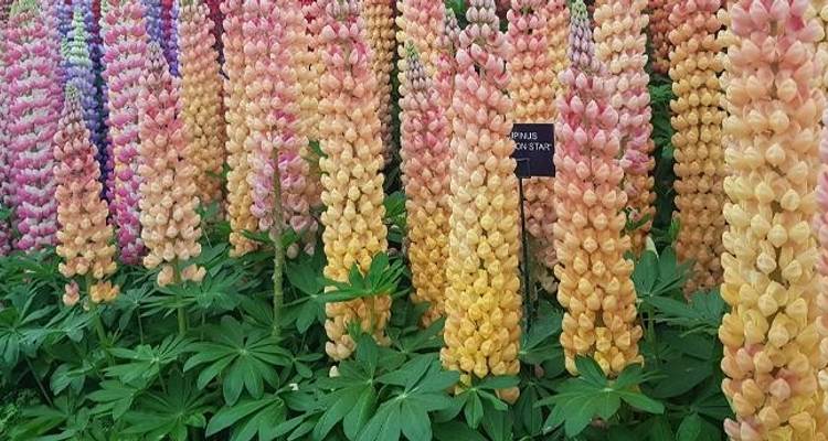 Chelsea Flower Show - Este 2023 - Back-Roads Touring 2