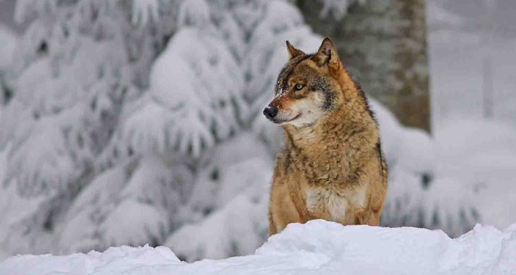 Loup debout dans un paysage enneigé avec des arbres.