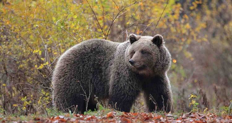 Un ours brun debout dans une forêt avec un feuillage d'automne.