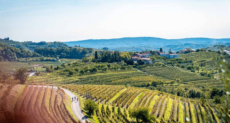 Vignobles et collines ondulantes dans une zone rurale.