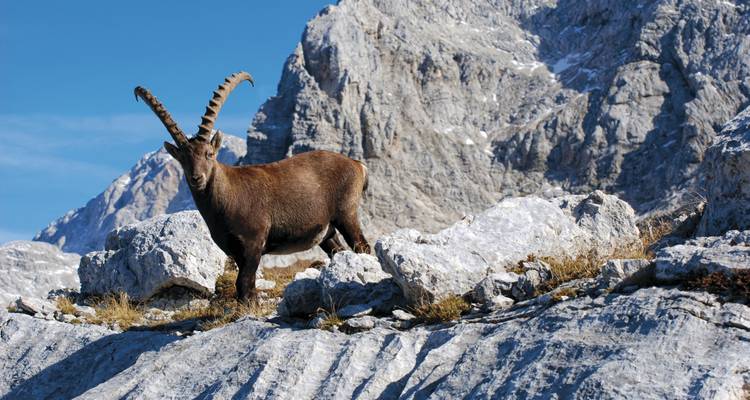 Raquettes à neige et Treks hivernales dans les Alpes juliennes - Yellowwood Adventures Ltd 10