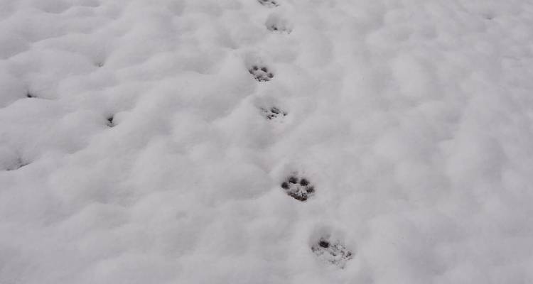Raquettes à neige et Treks hivernales dans les Alpes juliennes - Yellowwood Adventures Ltd 2