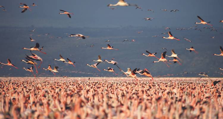 Safari au Kenya - African Travel 1