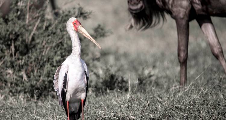 Safari au Kenya - African Travel 3