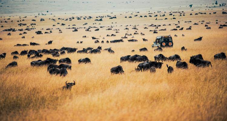 Safari au Kenya - African Travel 7