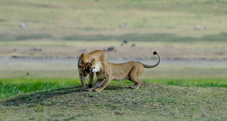 Explorador de Tanzania - African Travel 4