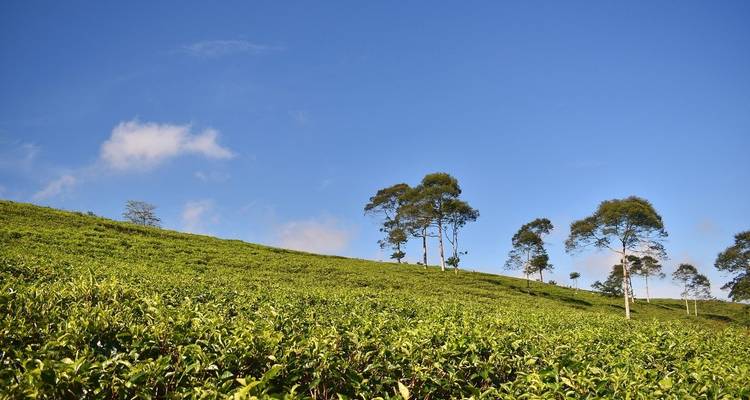 Small Group Roundtrip & Bathing - Indonesia (incl. flight) - Bavaria Fernreisen 9