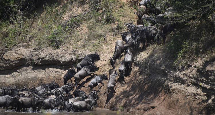 Des gnous traversant une berge de rivière.