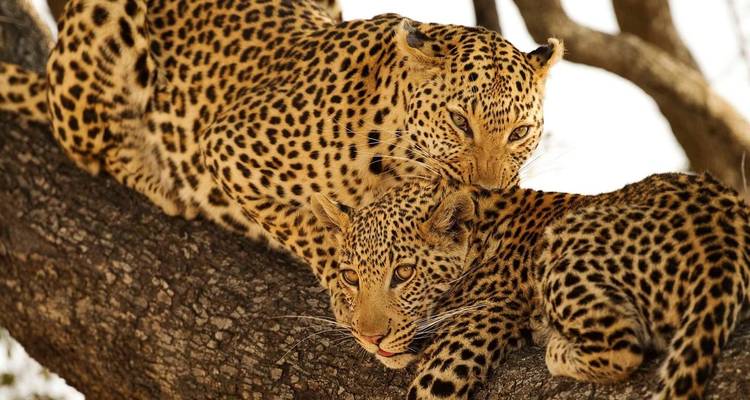 Zwei Leoparden, die auf einem Ast in der Savanne ruhen.