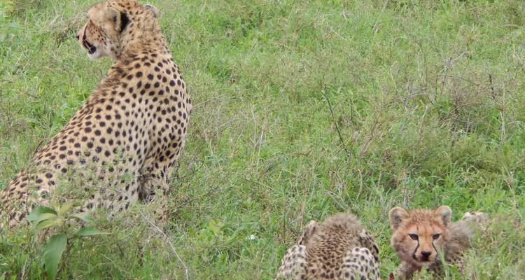 Geparden, die im Grasland eines Wildschutzgebiets ruhen.