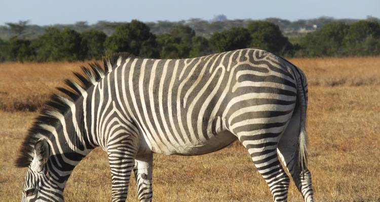 7 jours de camping privé au Kenya - All Time Safaris Ltd 8