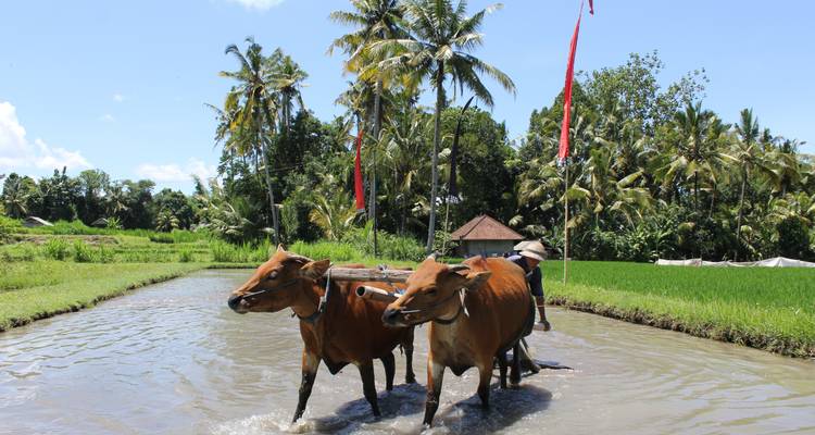 8 días por Bali - Tour East Indonesia 3