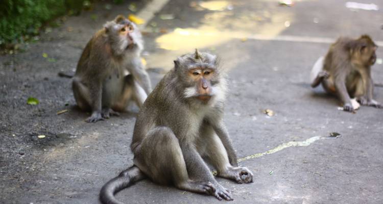 8 días por Bali - Tour East Indonesia 2
