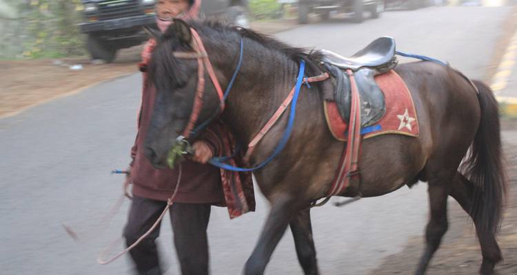 6 Nights Best of Java - Tour East Indonesia 10