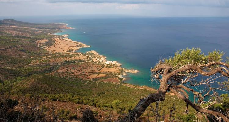 Panoramic view of a rugged coastline with a twisted tree in foreground.